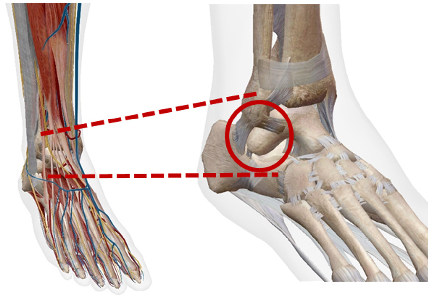 前距腓靭帯・踵腓靭帯の解剖図